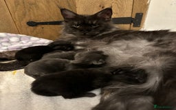 Maine Coon cats for sale: * AVAILABLE * TICA REG MALE MAINE COON FOR SALE - Image 4