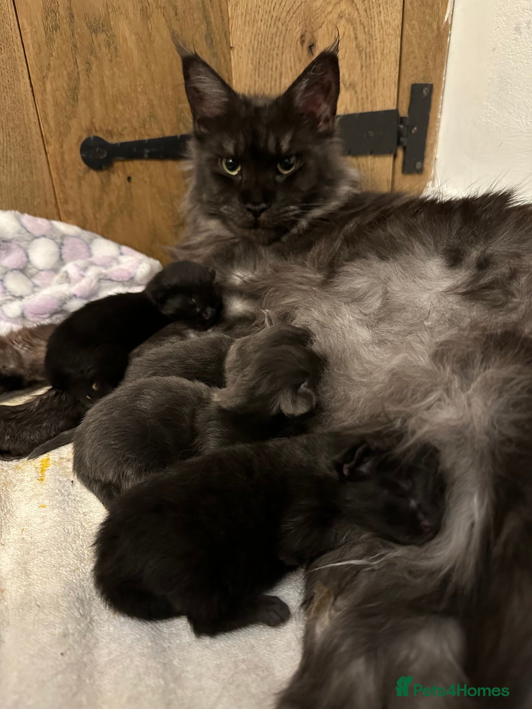 Maine Coon cats for sale: * AVAILABLE * TICA REG MALE MAINE COON FOR SALE - Image 4