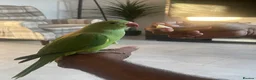 Ringnecks birds for sale: Indian Ringneck  - Advert 1