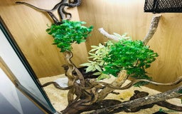Python Snake reptiles for sale: Morelia bredli python male  - Image 9