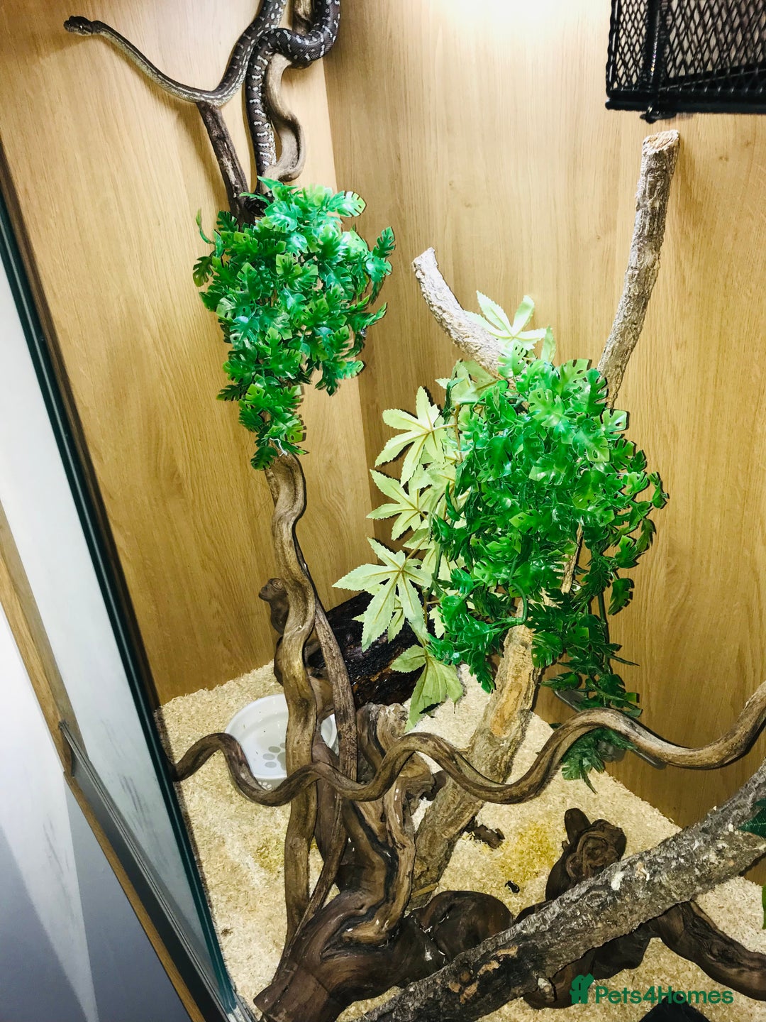 Python Snake reptiles for sale: Morelia bredli python male  - Image 9