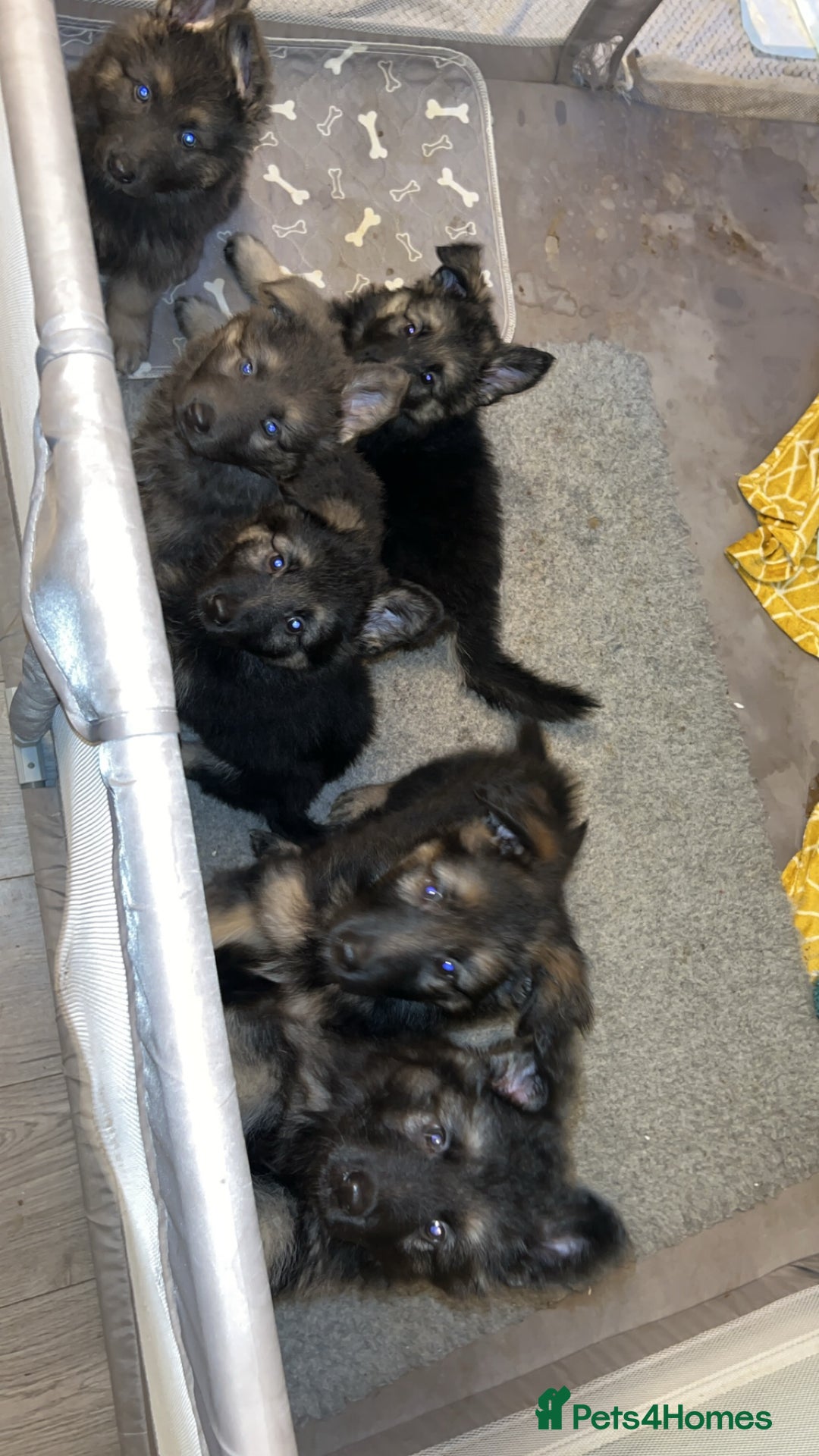 German Shepherd dogs for stud: Proven KC Registered German Shepherd  in Glasgow - Image 12