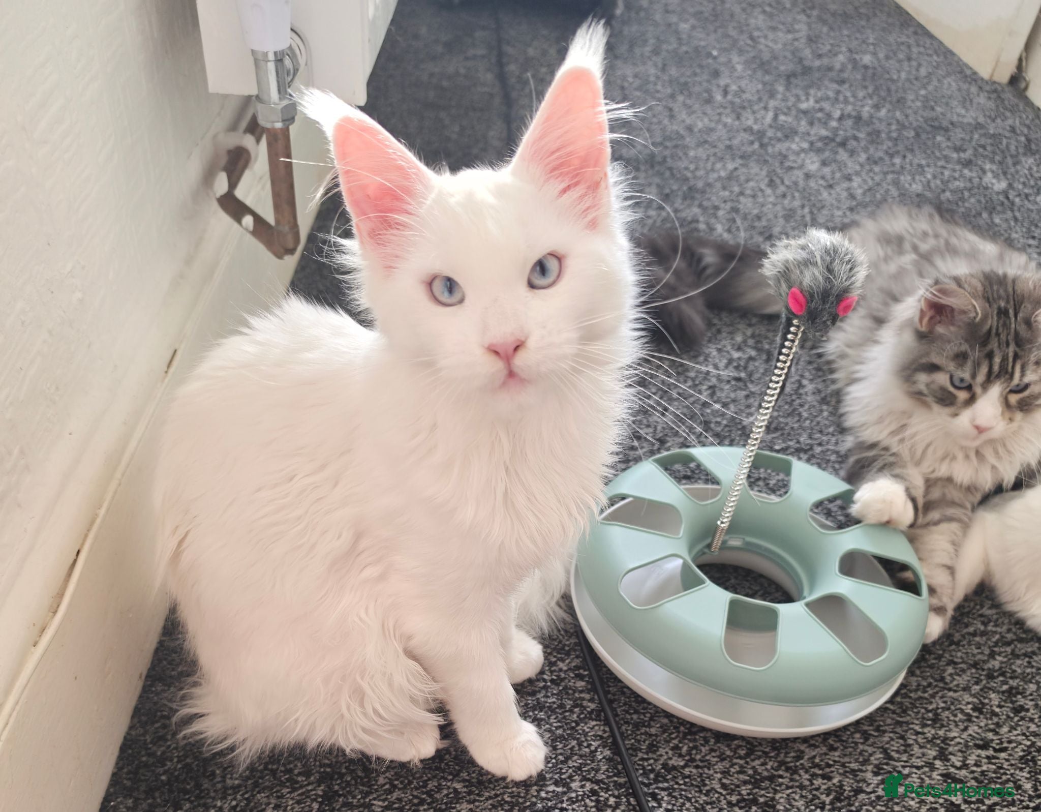 Maine Coon cats Maine coon Blue eyes + Long Hair - Advert 6
