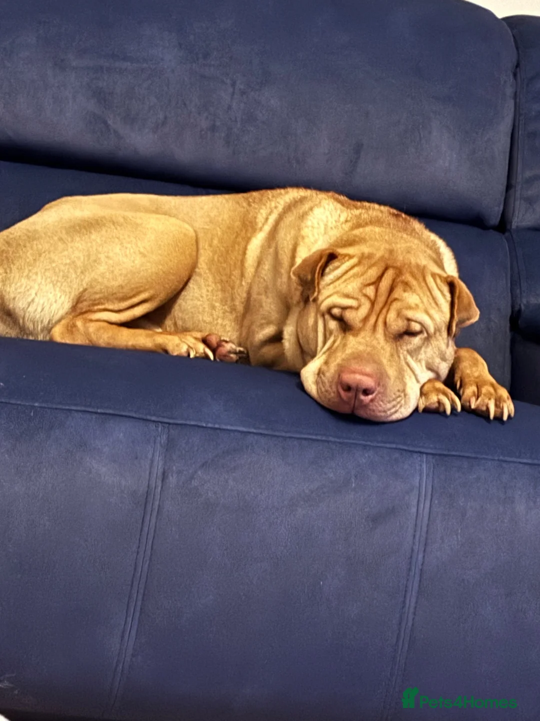 Mixed Breed dogs for sale: Loving home for King - Advert 1