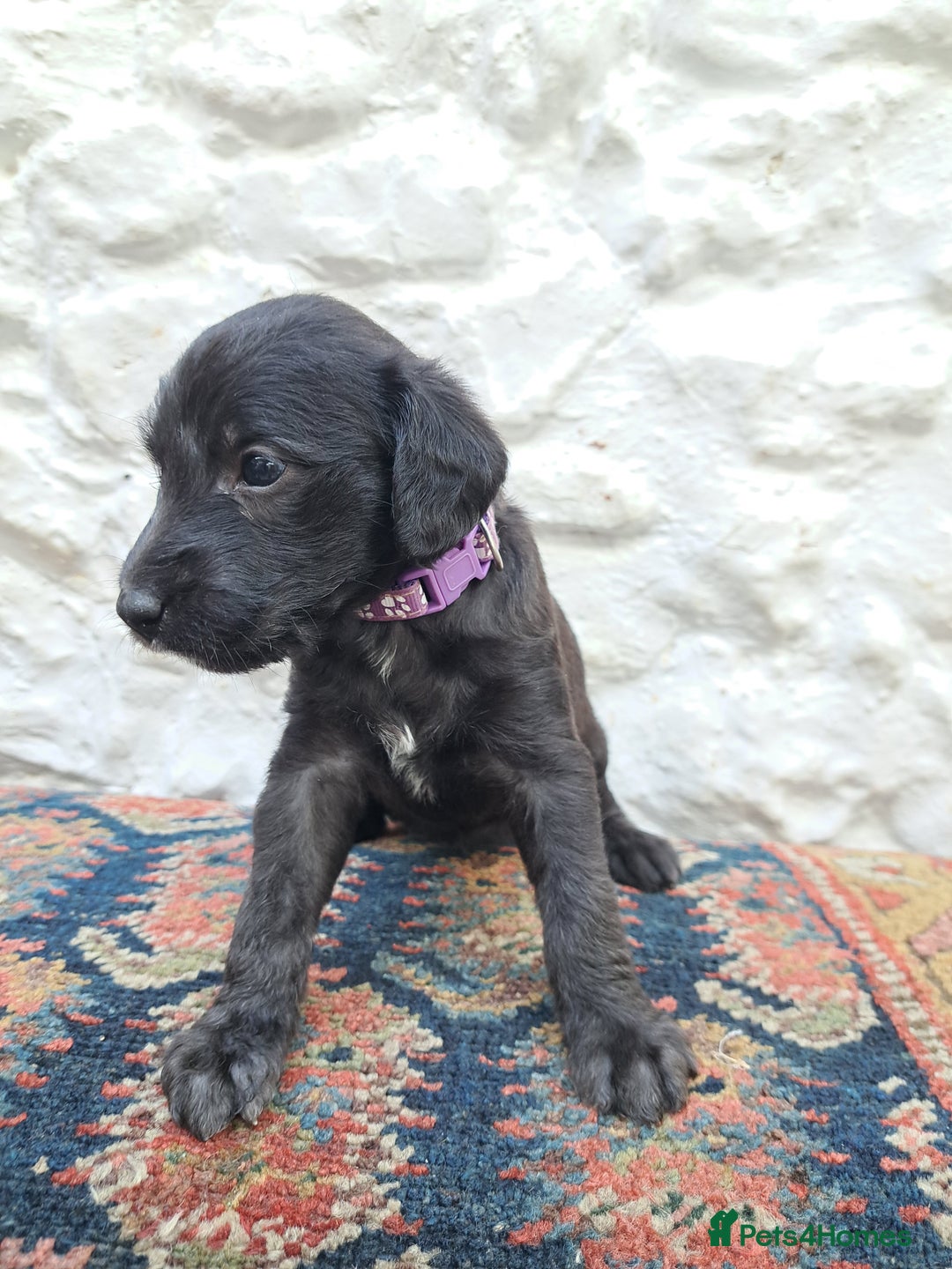 Terrier Whippet Rescue Bedlington Whippet Bedlington Terrier