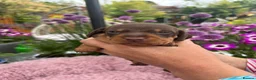 Miniature Dachshund dogs for sale: Gorgeous KC Miniature shorthair Dachshund Puppies  - Advert 15