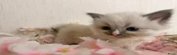 Ragdoll cats for sale: 10 Stunning Ragdoll Kittens available 🐾 in Henfield - Advert 12