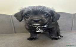 Chipoo dogs for sale: Stunning Chipoo Pups DNA Health Tested - Image 11