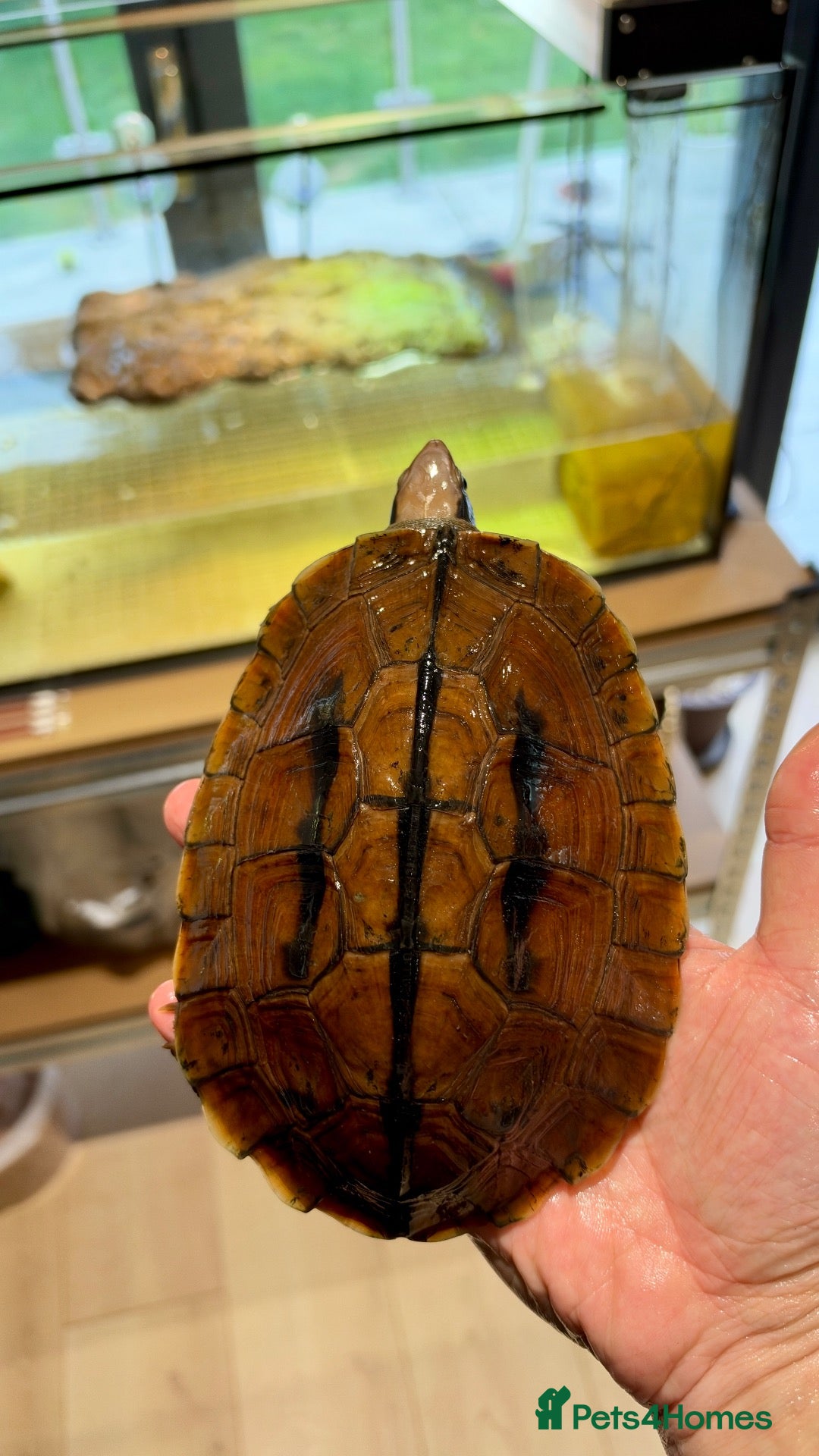 Turtle reptiles for sale: Rare CB  Three-striped Box Turtle for sale - Advert 1
