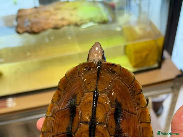 Turtle reptiles for sale: Rare CB Three-striped Box Turtle for sale - Advert 1