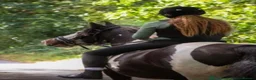 Irish Cob horses for sale: Traditional cob Rosie  in North Walsham - Advert 14