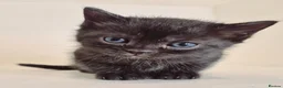 Bengal cats for sale: Bengal X British shorthair - Advert 8