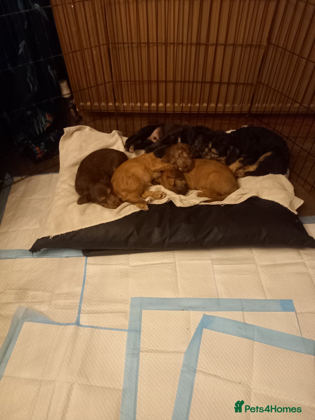 Bedlington Terrier dogs for sale: 7/8 Bedlington 1/8 whippet puppies  - Advert 18