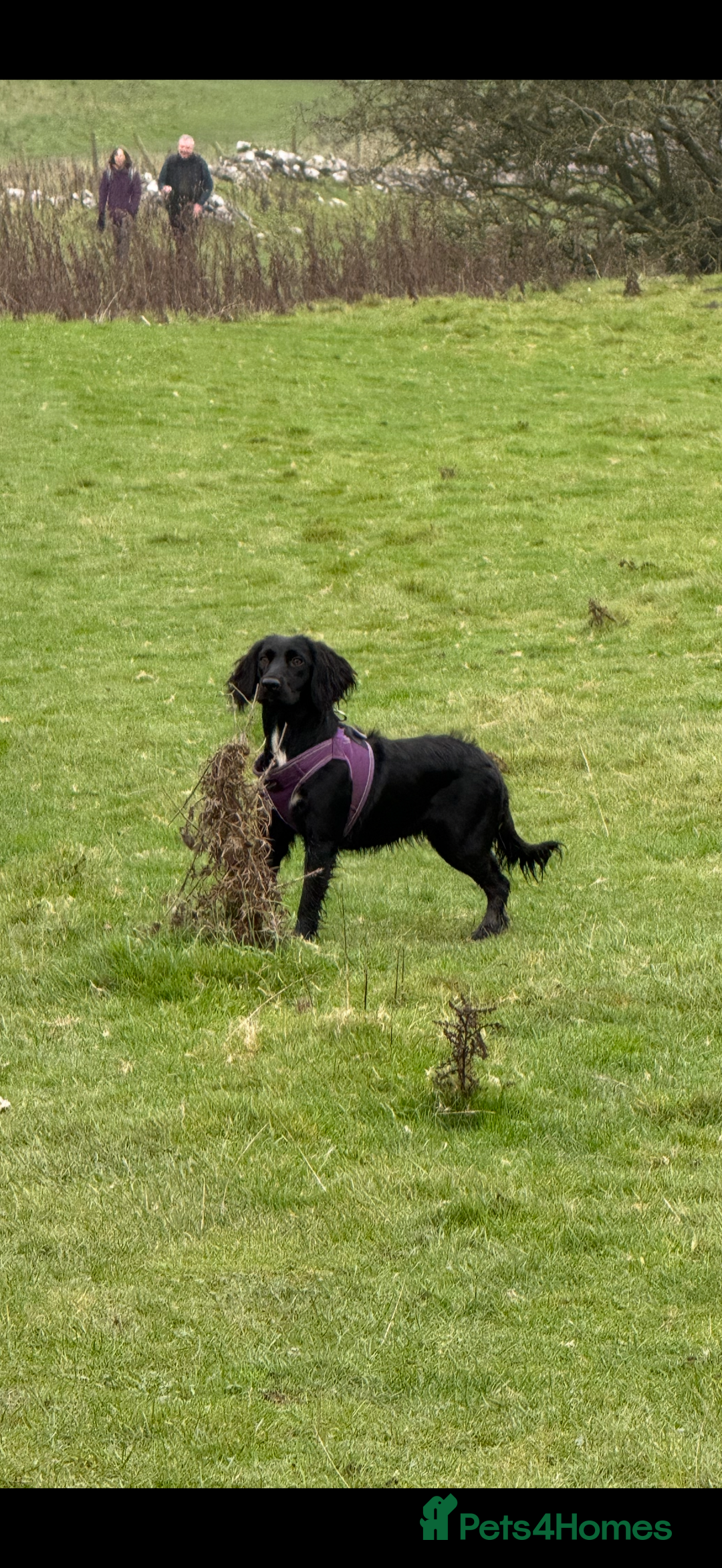 Cockapoo dogs for sale: F1 cockerpoo puppies  - Advert 2