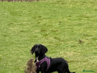 Cockapoo dogs F1 cockerpoo puppies - Advert 1