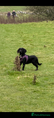 Cockapoo dogs F1 cockerpoo puppies - Advert 3