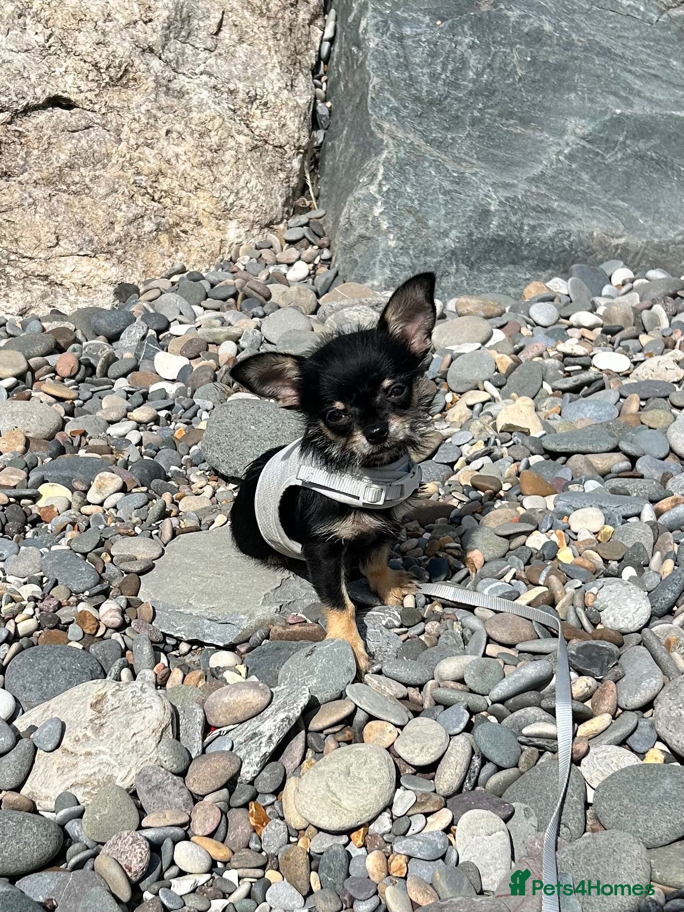 Chihuahua dogs Female Chihuahua puppy - Advert 4
