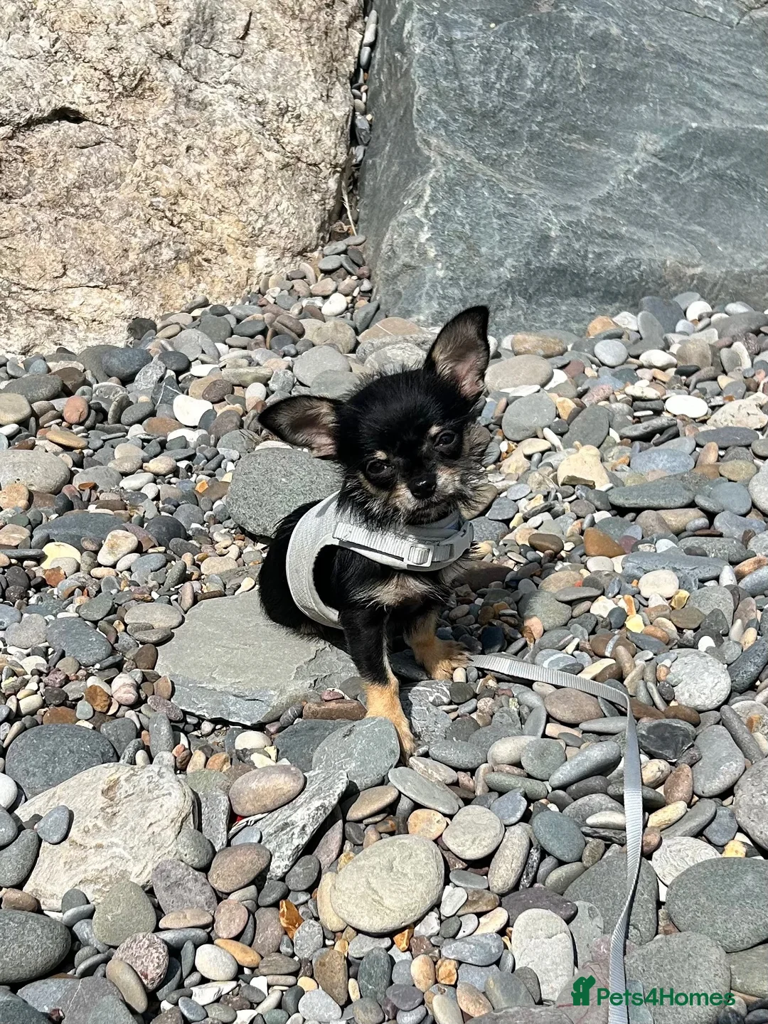 Chihuahua dogs for sale: Female Chihuahua puppy - Advert 1