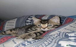 Mixed Breed cats for sale: Beautiful kittens for sale - Advert 23