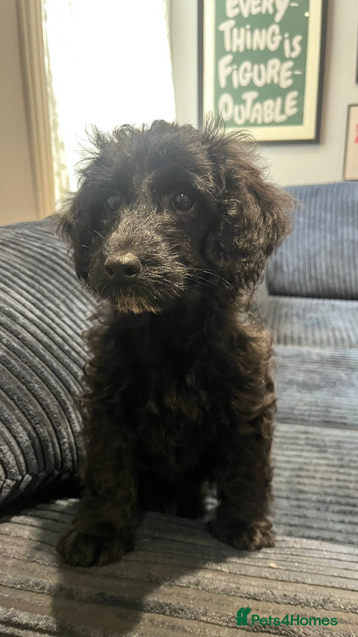 Cavapoo dogs Cavapoo puppies - 1 girl left  - Advert 6