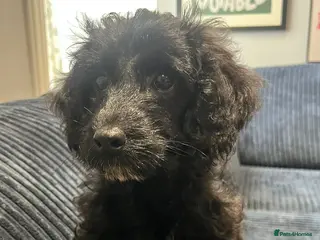 Cavapoo dogs Cavapoo puppies - 1 girl left - Advert 6