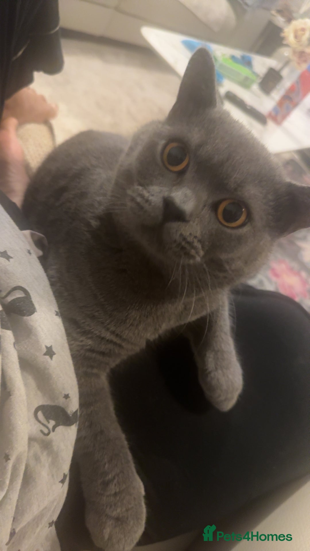 British Shorthair cats for sale: British short hair kittens - Advert 1