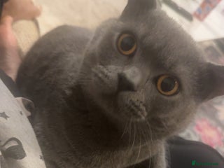 British Shorthair cats British short hair kittens - Advert 2