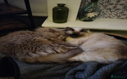 Ragdoll cats for sale: beautiful cats for sale - Image 4