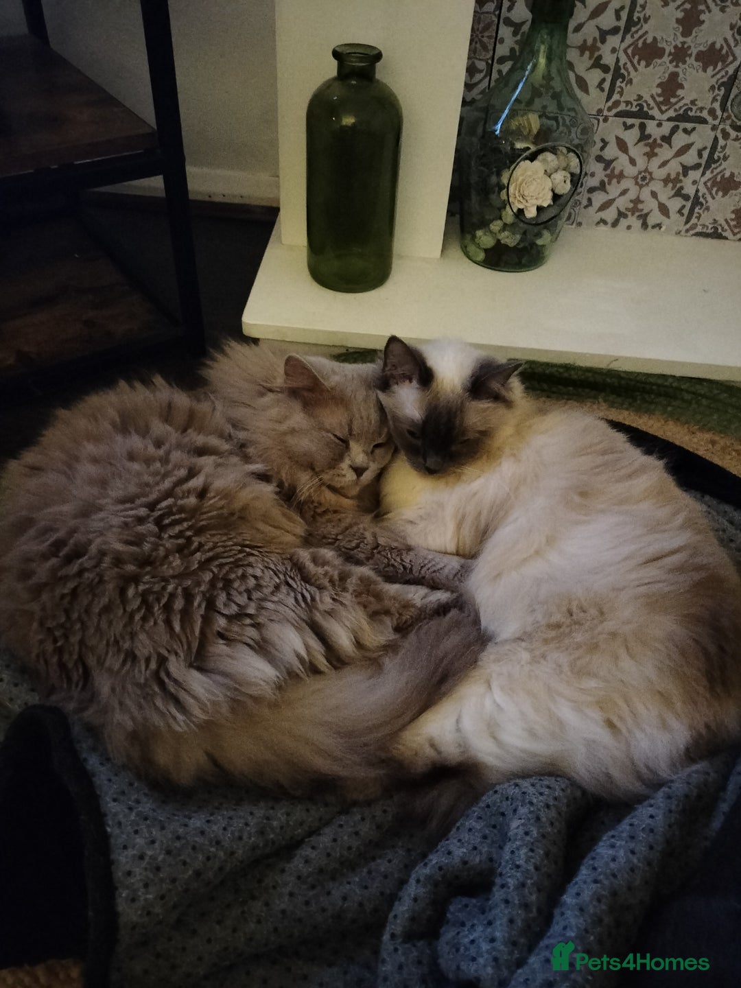 Ragdoll cats for sale: beautiful cats for sale - Image 4