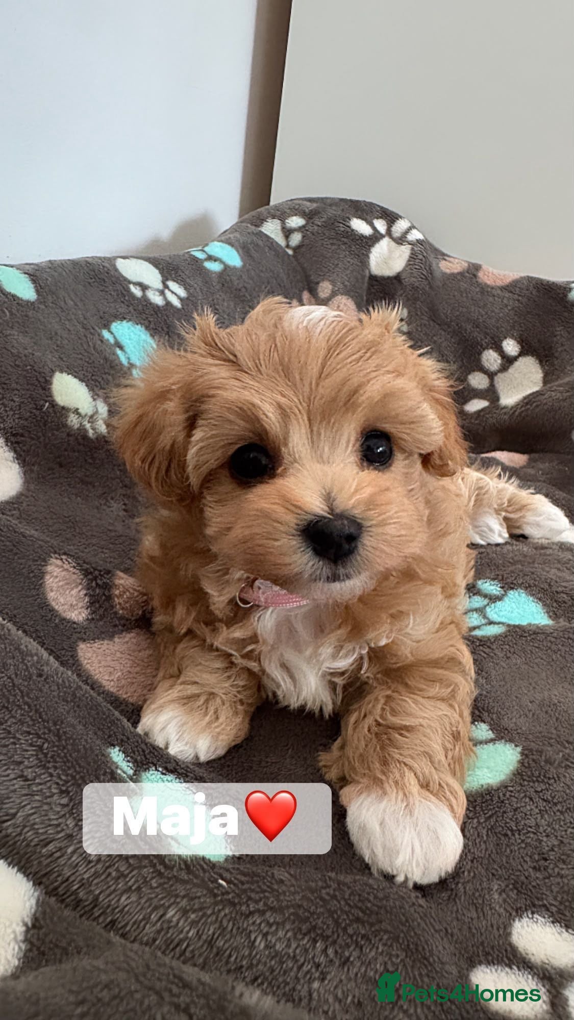 Maltipoo dogs Exceptional F1 Maltipoo puppies - Advert 16