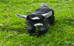 Goats livestock for sale: Pygmy goat wether kid - Image 1