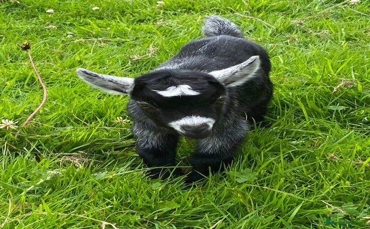 Goats livestock - Advert 3