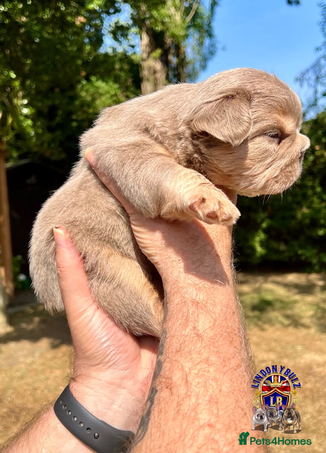 French Bulldog dogs for sale: QUALITY FLUFFY FRENCH BULLDOG PUPPIES - Image 9