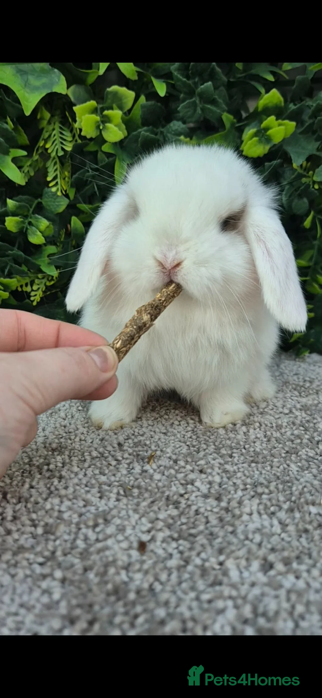 Mini Lop rabbits for sale: Beautiful mini lop girls Ready 6th  - Advert 12