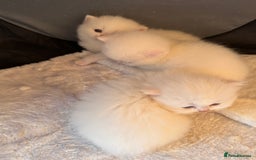 British Longhair cats for sale: Adorable Pure White Blue-Eyed British Kittens - Image 4
