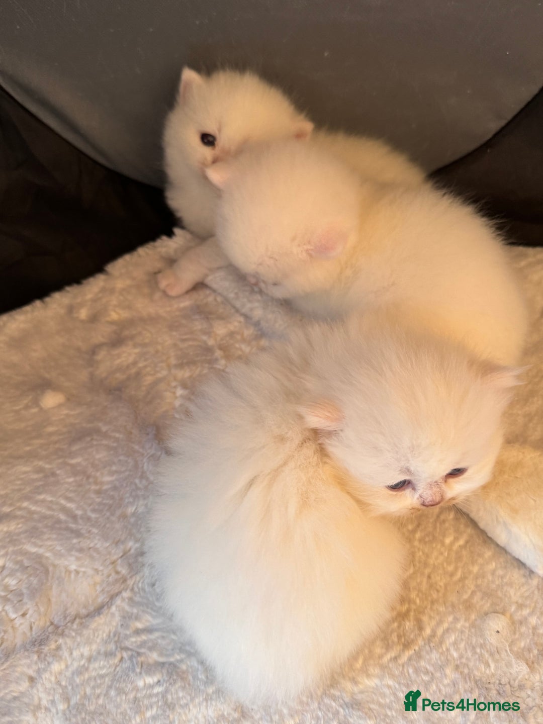 British Longhair cats for sale: Adorable Pure White Blue-Eyed British Kittens - Image 4