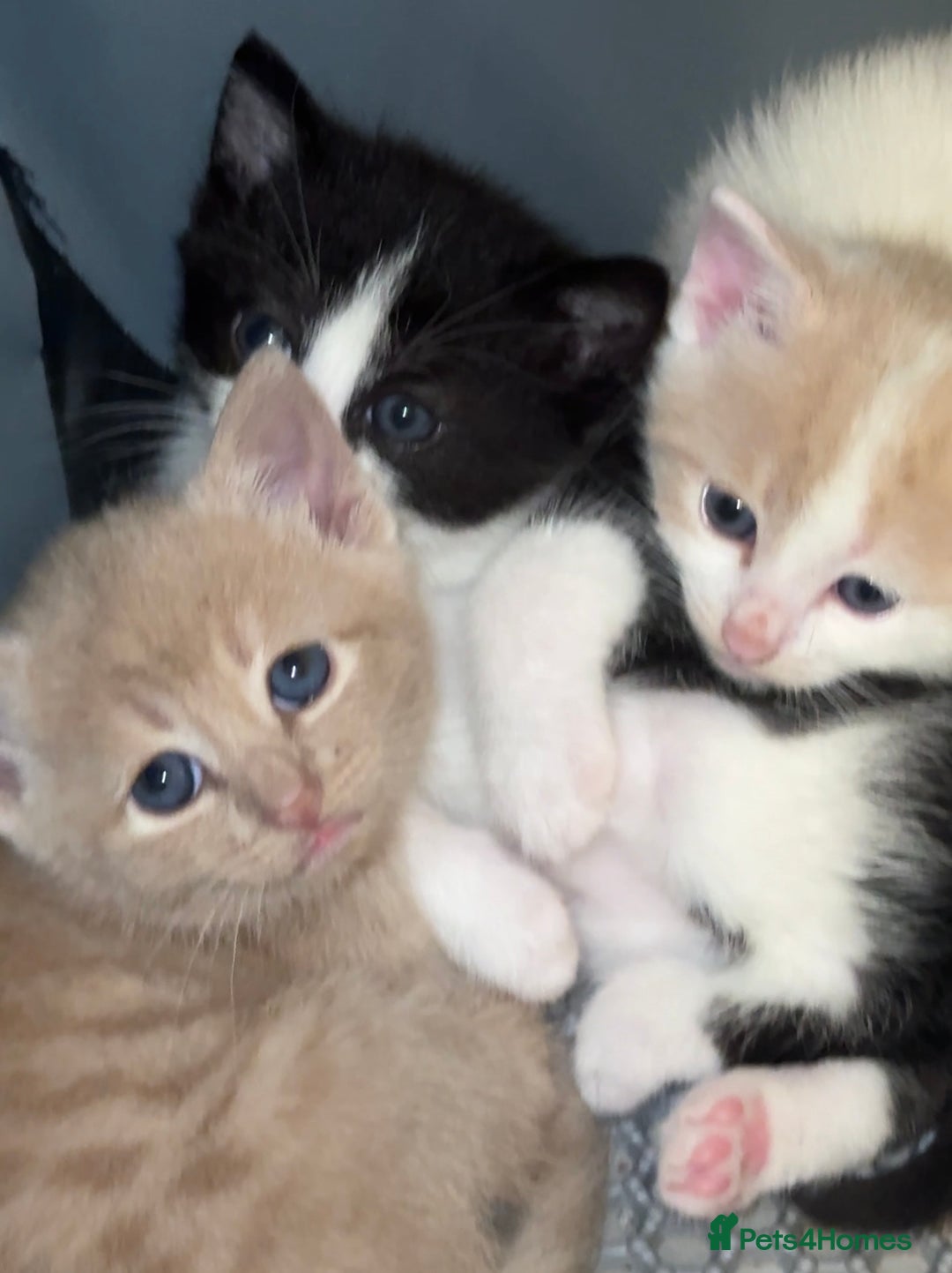 Mixed Breed cats for sale: 3 Beautiful kittens available - Advert 10