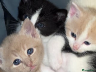Mixed Breed cats 3 Beautiful kittens available - Advert 10