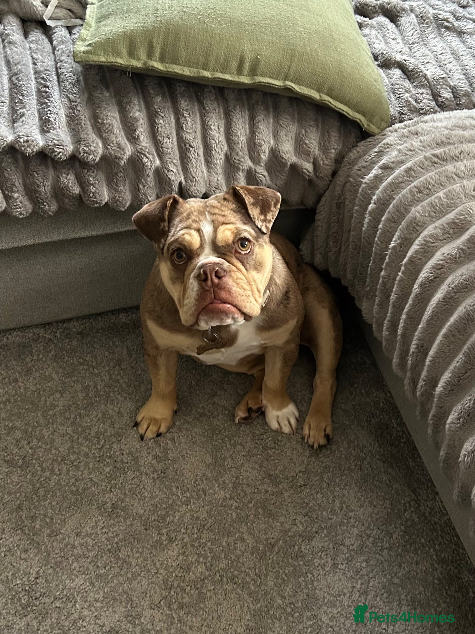 English Bulldog dogs English bulldog - Advert 4