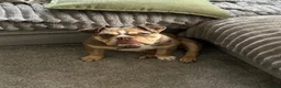 English Bulldog dogs for sale: English bulldog in Wellington - Advert 1