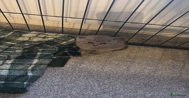 British Shorthair cats 2 Adorable pure bred British Shorthair kittens  - Advert 13