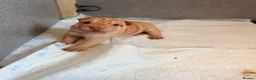 Shar Pei dogs for sale: Sharpei Puppies for sale  - Advert 31