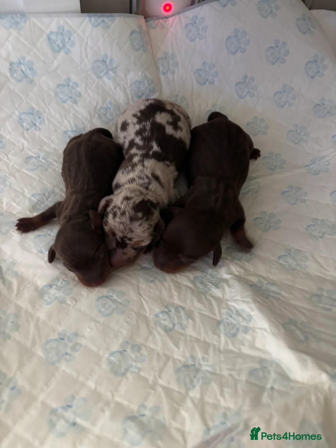 Miniature Dachshund dogs for sale: Stunning Mini Dachshund Puppies–Ready 30th April - Advert 2