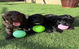 Cocker Spaniel dogs for sale: 3 Beautiful cocker spaniel puppies 2 boys 1 girl - Image 4