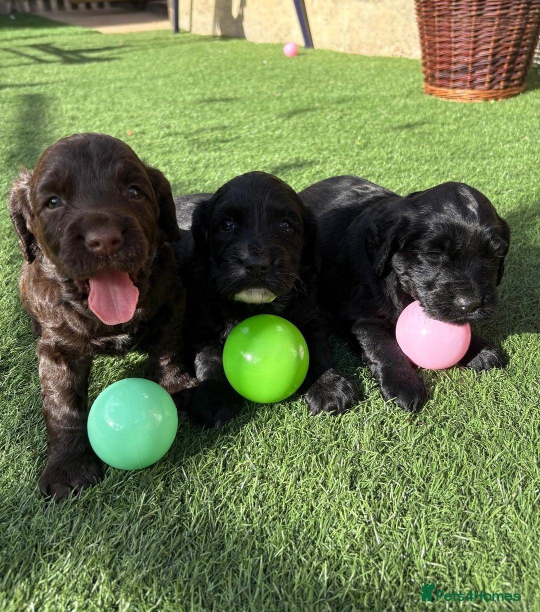 Cocker Spaniel dogs for sale: 3 Beautiful cocker spaniel puppies 2 boys 1 girl - Image 4