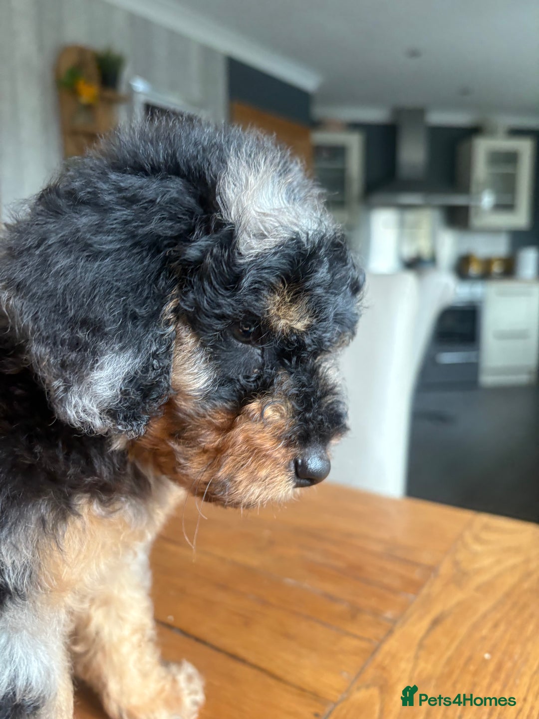 Cockapoo dogs for sale: 2 Male F2 Rare Merle Cockapoo Pups - Advert 11