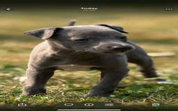 Whippet dogs for sale: Whippet puppies  - Image 12