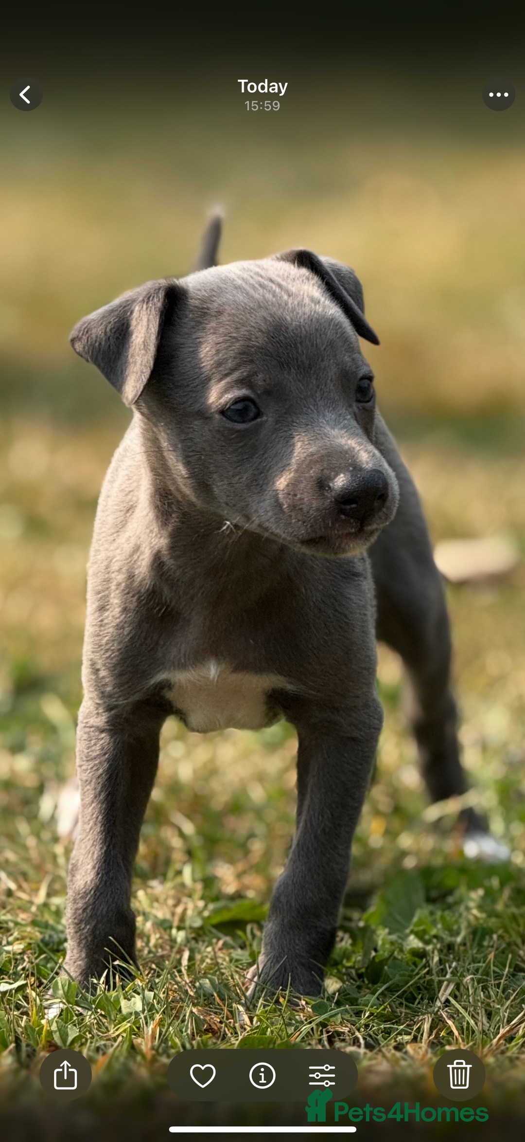 Whippet dogs for sale: Whippet puppies  - Image 12