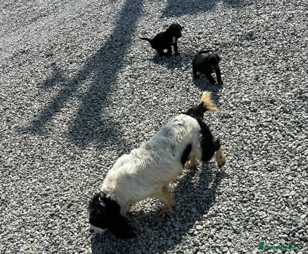 Cockapoo dogs for sale: 🎅Beautiful Cockapoo puppies🐶 - Advert 12