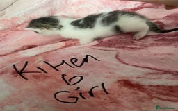 Maine Coon cats for sale: MI have 6 BEAUTIFUL kittens for sale🩷 - Image 14